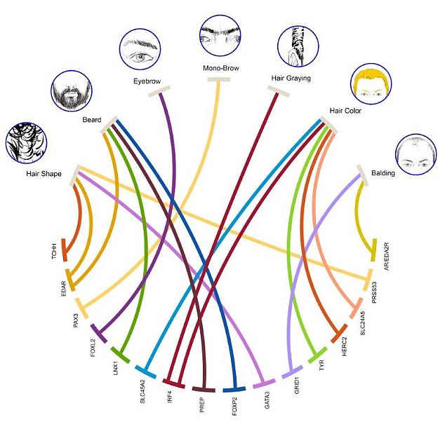 British scientists have got to the root of why some people go grey more quickly than others. The top of the diagram shows drawings illustrating the seven hair features examined in the study sample. Thick lines connect these features with the genes identified