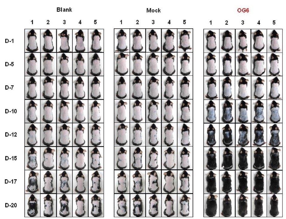 Photo showing hair growth on treated mice over 20 days.
